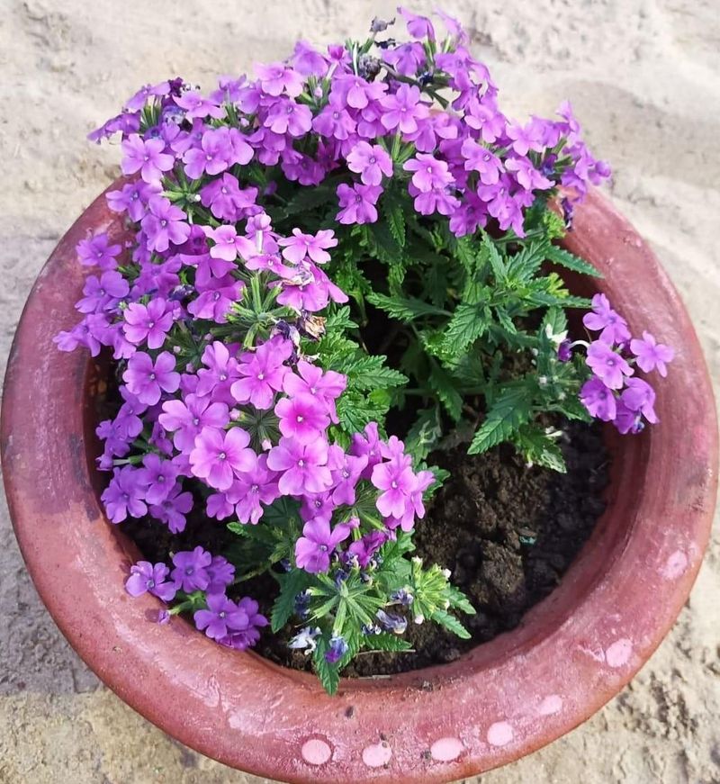 Trailing Verbena Spills Cheer Across Container Edges