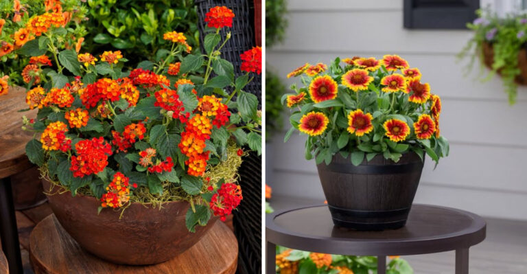 These 8 Container Plants Bring Early Spring Color To Arizona