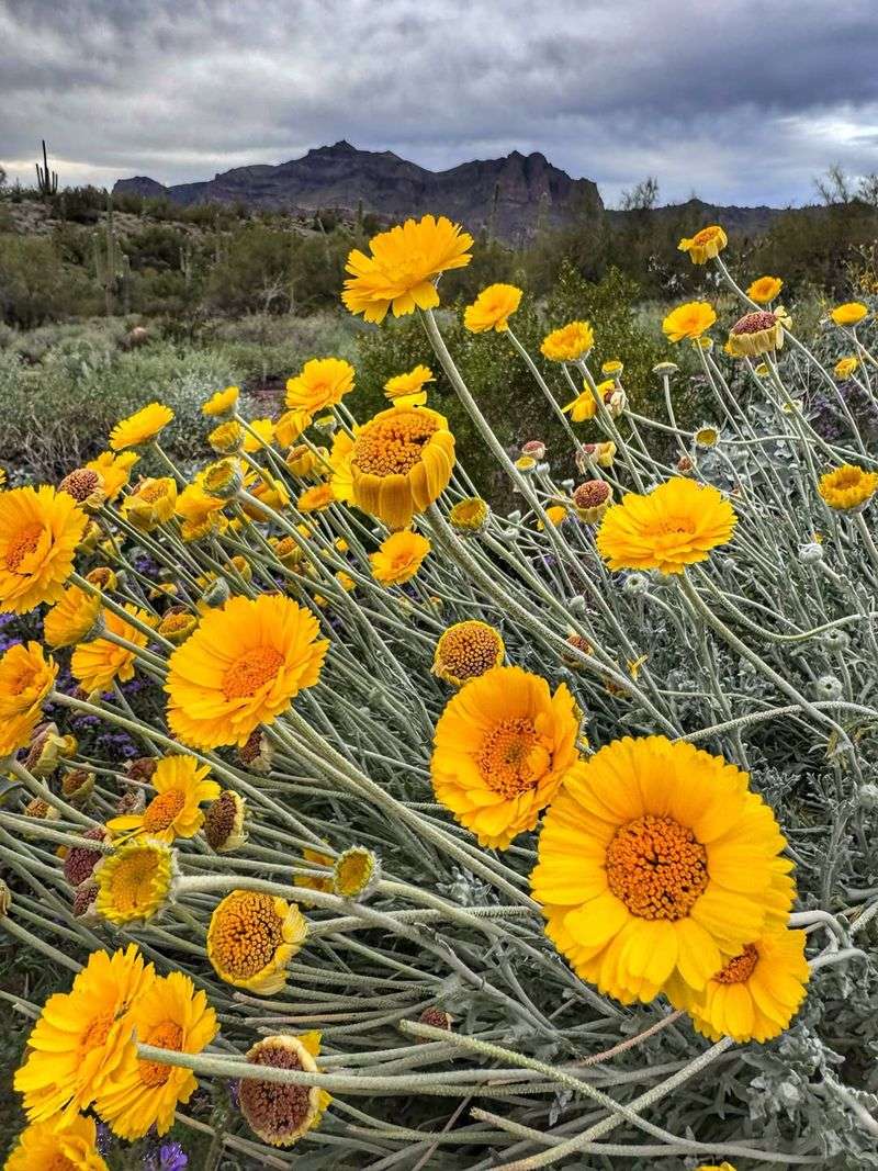 Desert Marigold Starts Forming Bright Yellow Buds Early