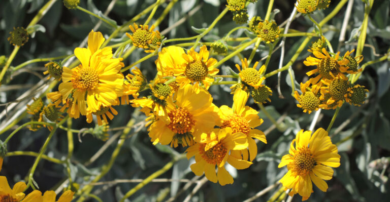 plants (featured image)