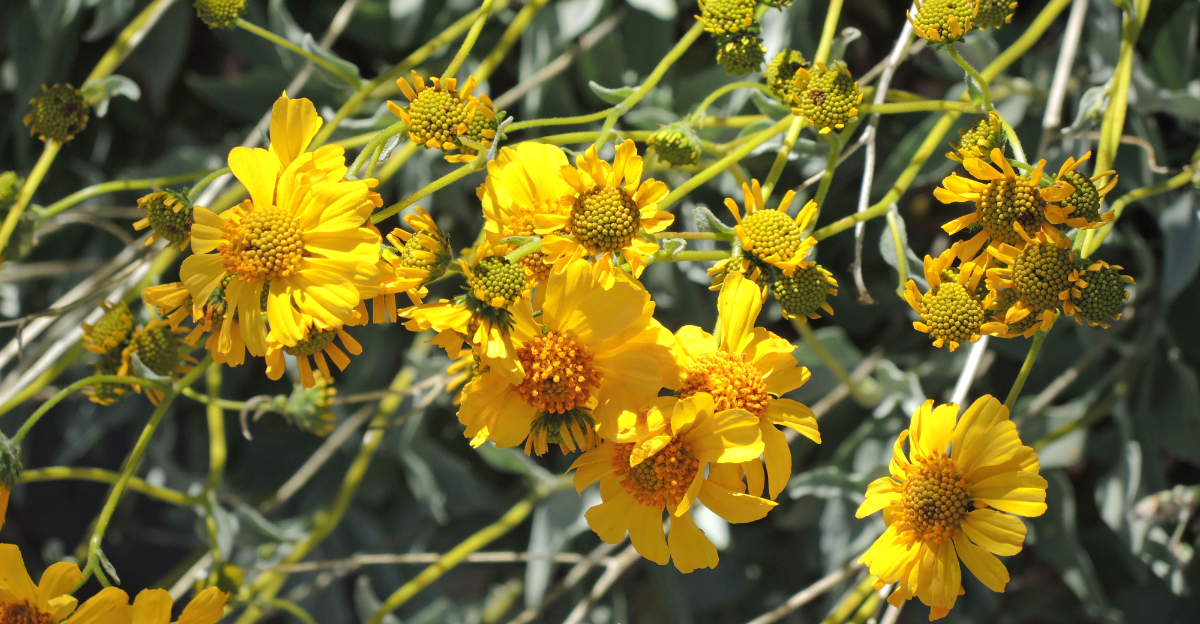 plants (featured image)