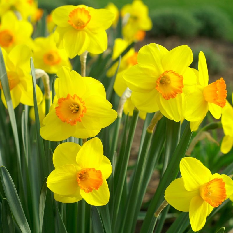 Daffodils