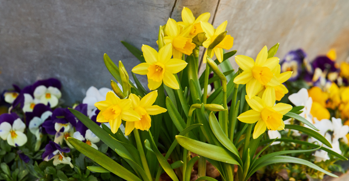 daffodils and pansies