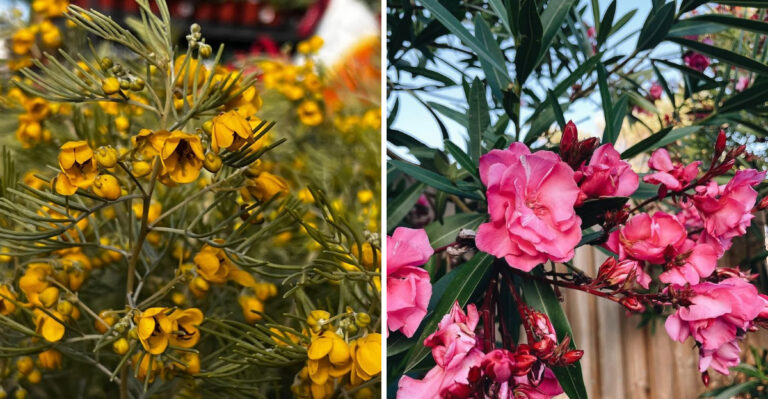 These 8 Evergreen Shrubs Keep Arizona Yards Colorful All Year