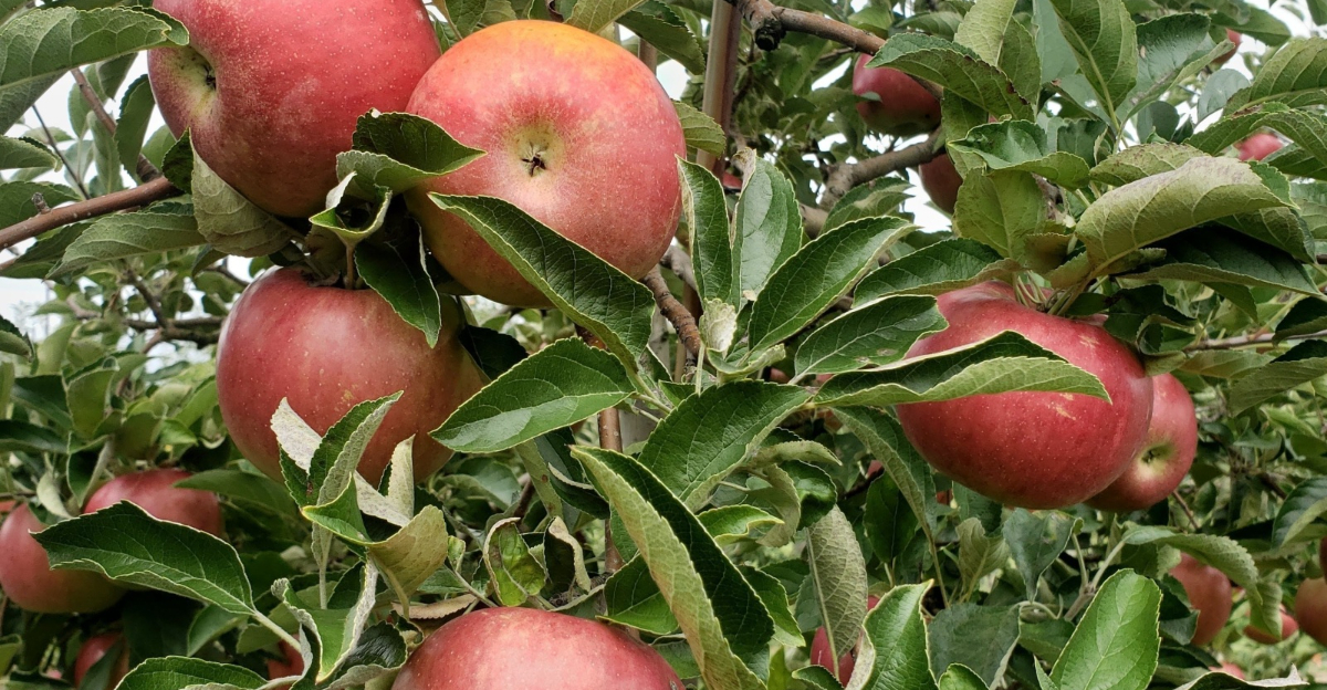 apple tree with fruits