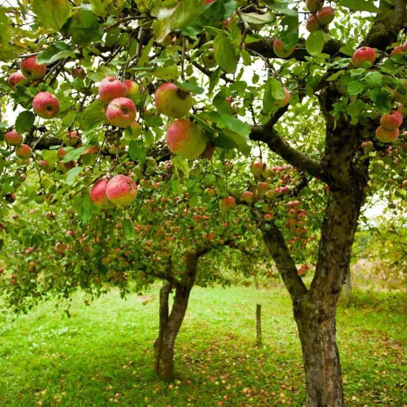 Apple Trees Thrive In Backyard Landscapes