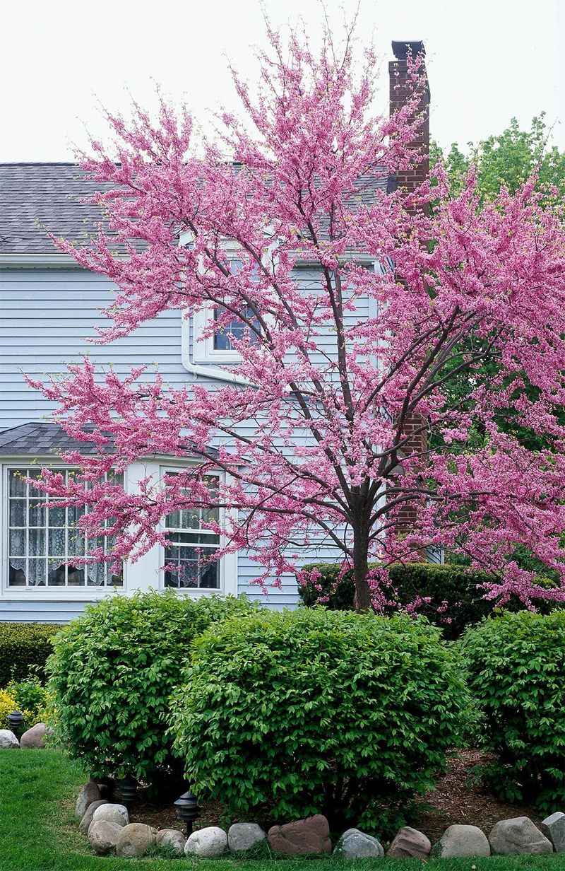 Eastern Redbud Brings Early Spring Color To Front Yards