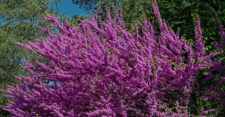 eastern redbud tree