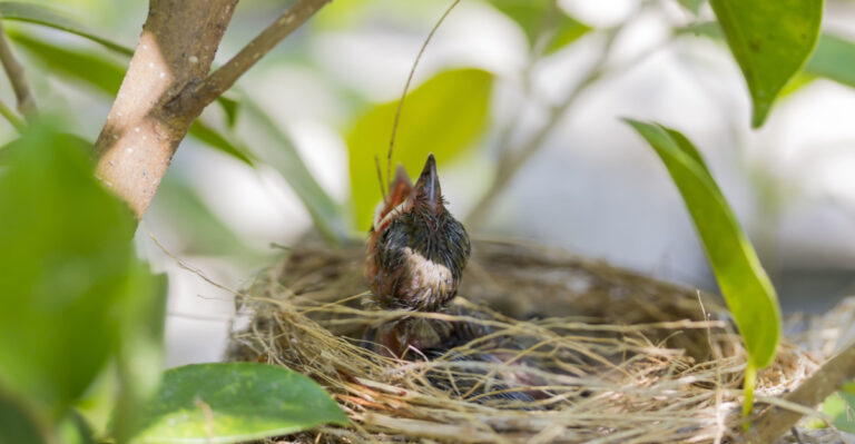 close up baby bird with open mouth