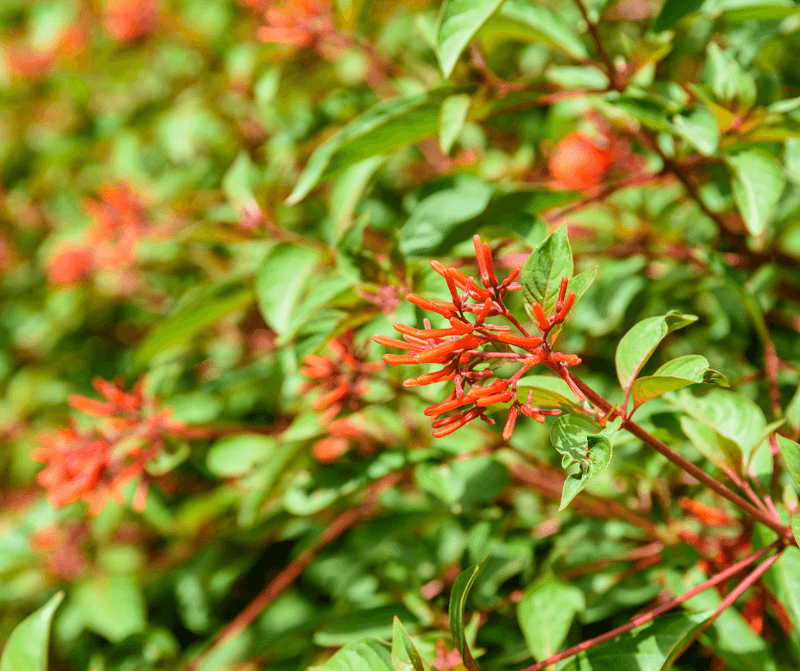 Plant Firebush For Cooling Shade And Nectar