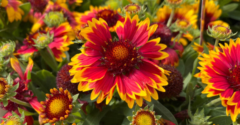 gaillardia flower