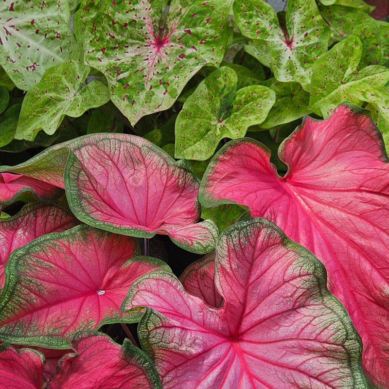 Florida Sweetheart Delivers Heart-Shaped Leaves With Striking Colors