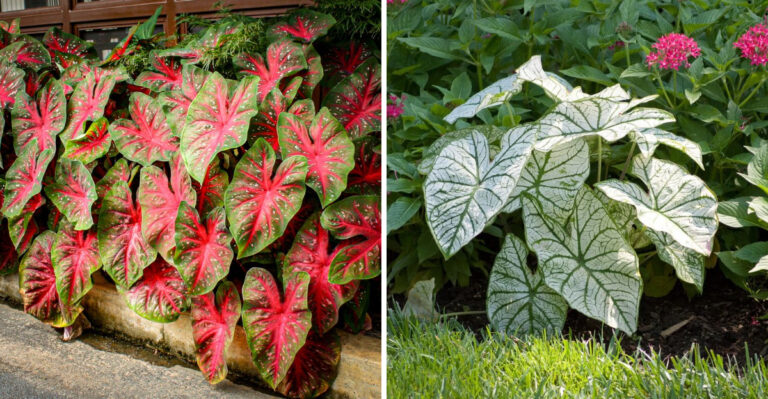 These 9 Big Leaf Caladiums Make A Bold Statement In Georgia Yards