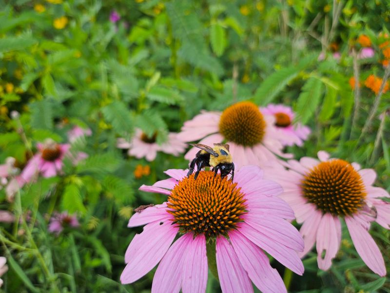 Purple Coneflower Keeps Bees Working Your Garden All Summer