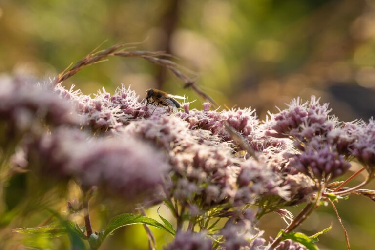 bee on joe-pye weed