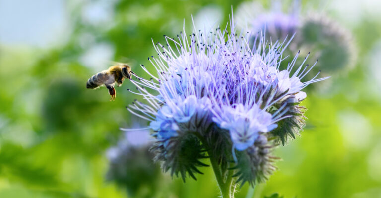 Phacelia (Lacy Phacelia)