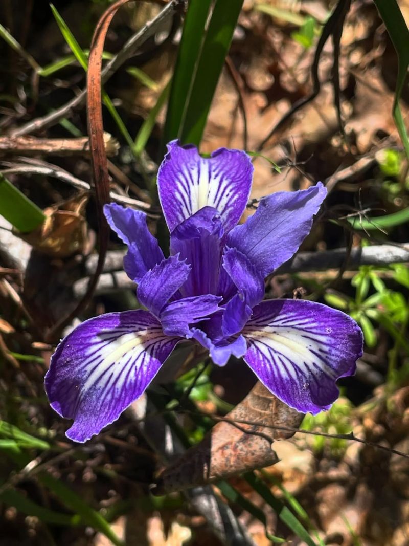 Douglas Iris (Iris douglasiana)
