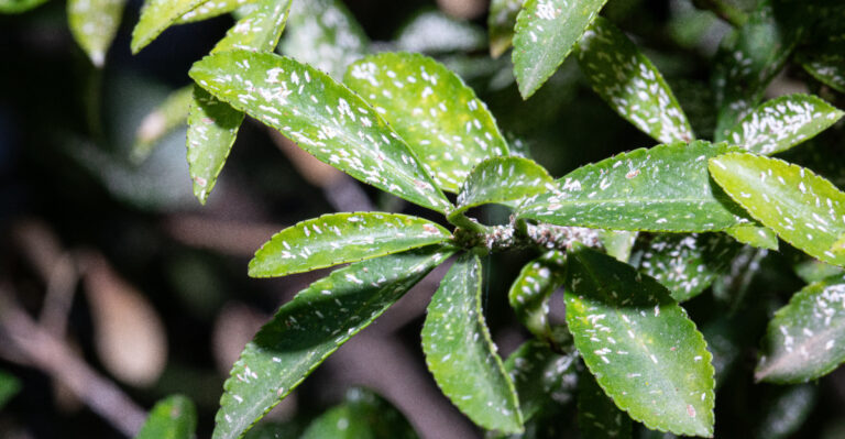 white flies on citrus