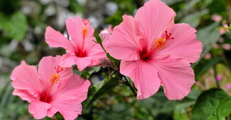 hibiscus flower