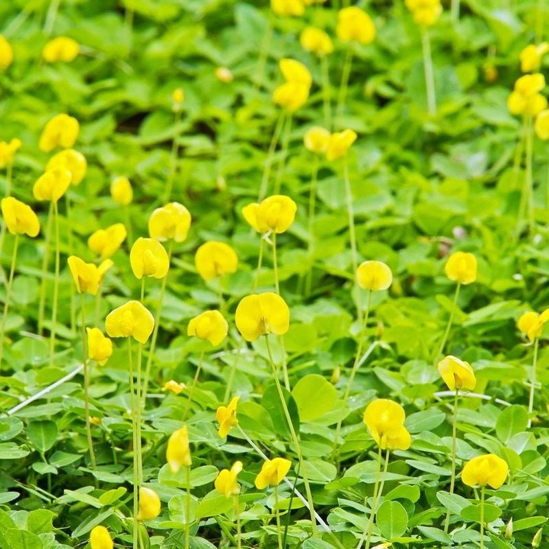 Perennial Peanut: Weed-Proof Green Carpet