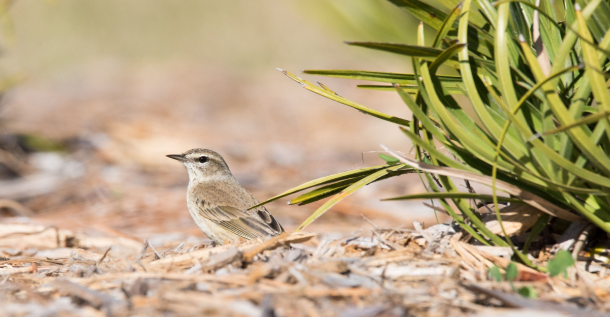 bird near the palm