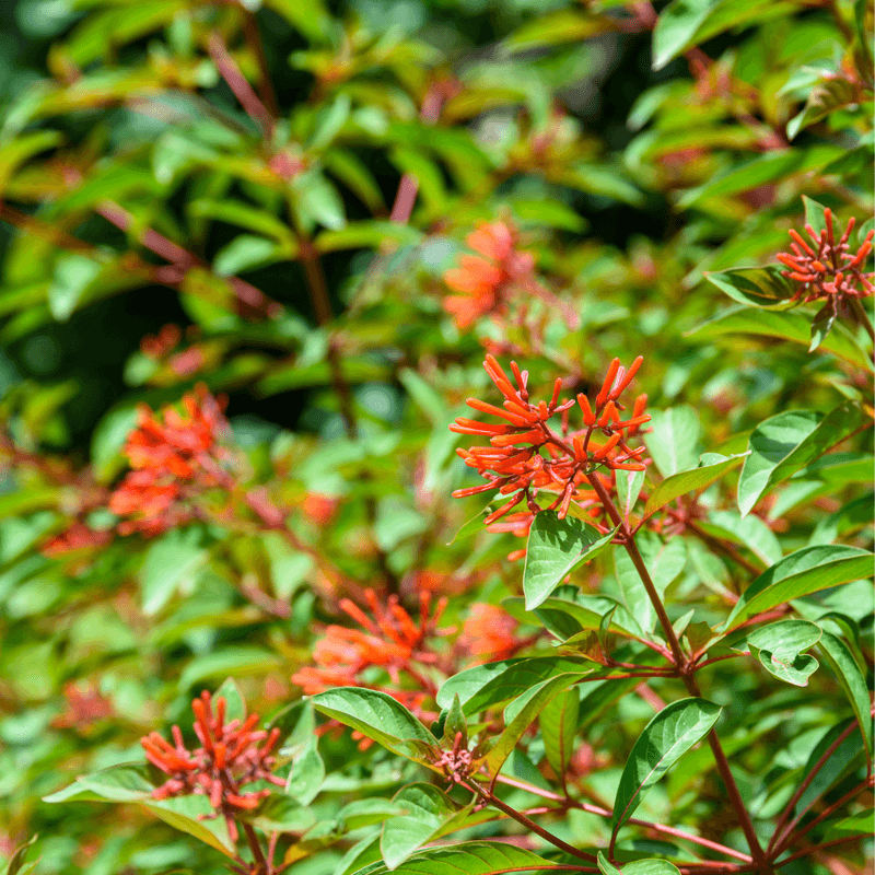 Firebush Restores Nectar For Pollinators