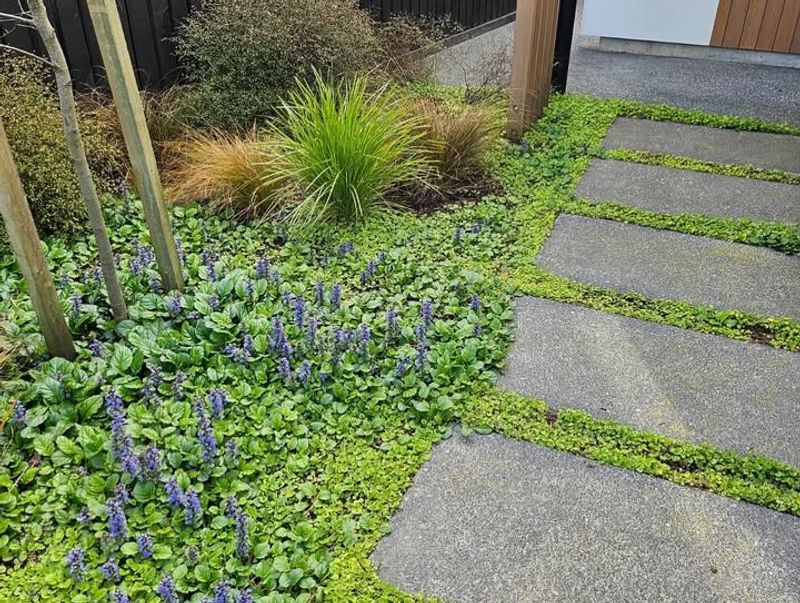 Ajuga (Ajuga reptans)