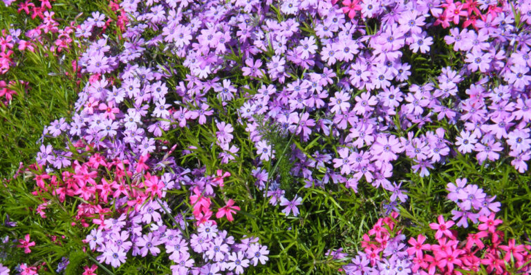 creeping phlox