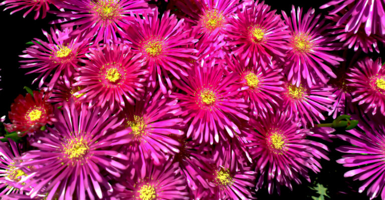 plant (featured image)