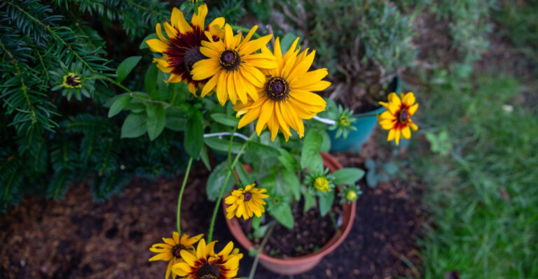 Black eyed Susan or Rudbeckia Hirta