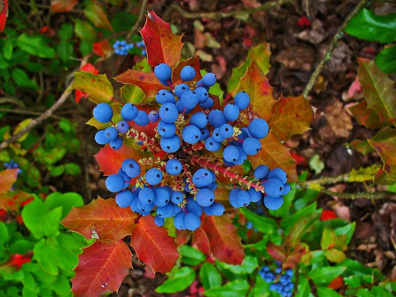 Oregon Grape
