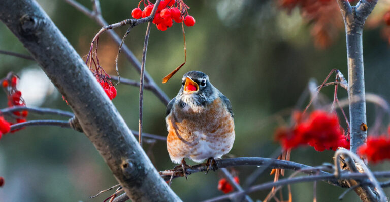 songbird eating berries