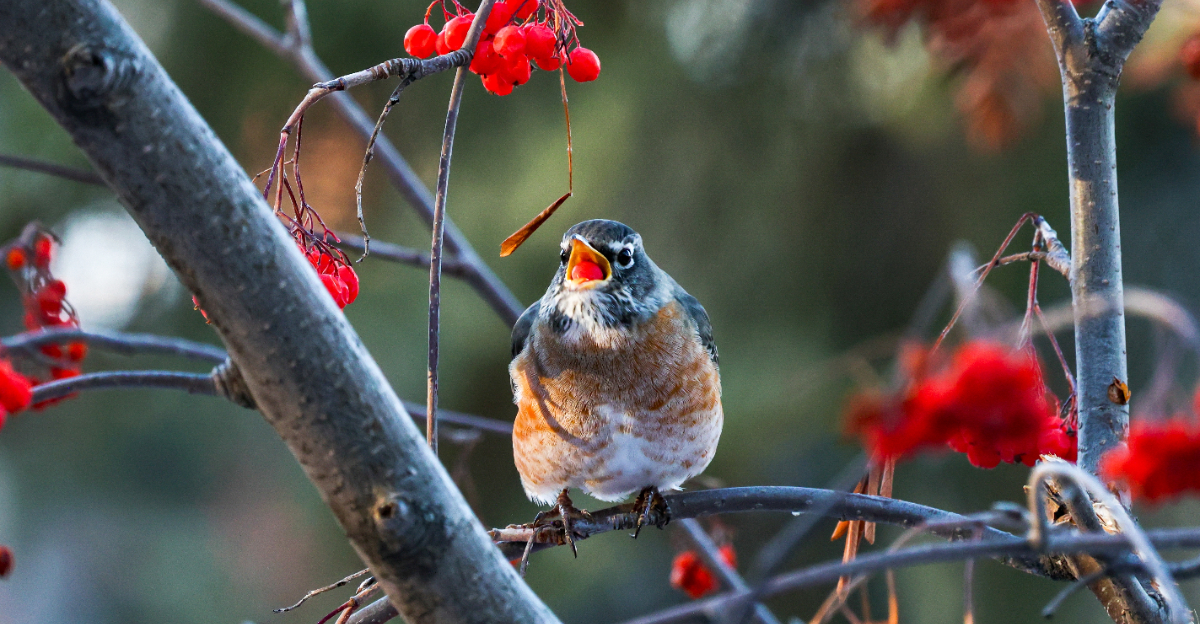 songbird eating berries