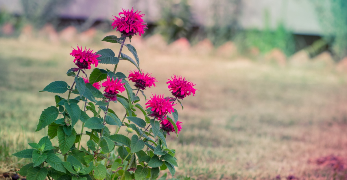 bee balm