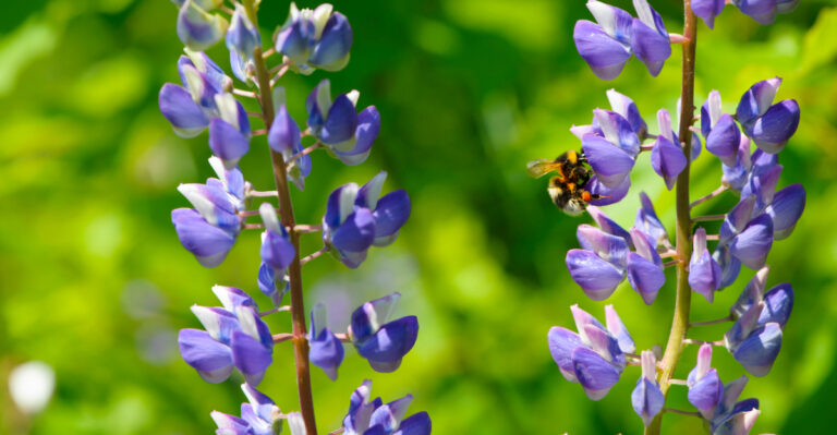 lupine and bee