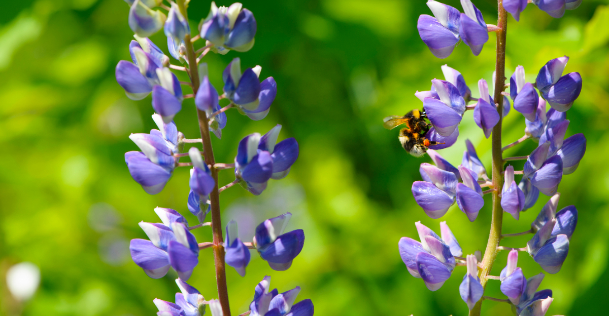 lupine and bee
