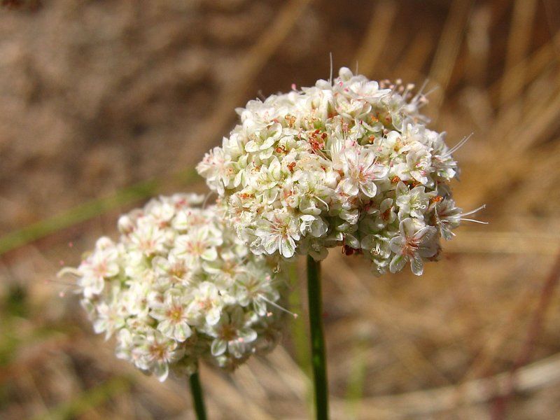 California Buckwheat (Eriogonum fasciculatum)