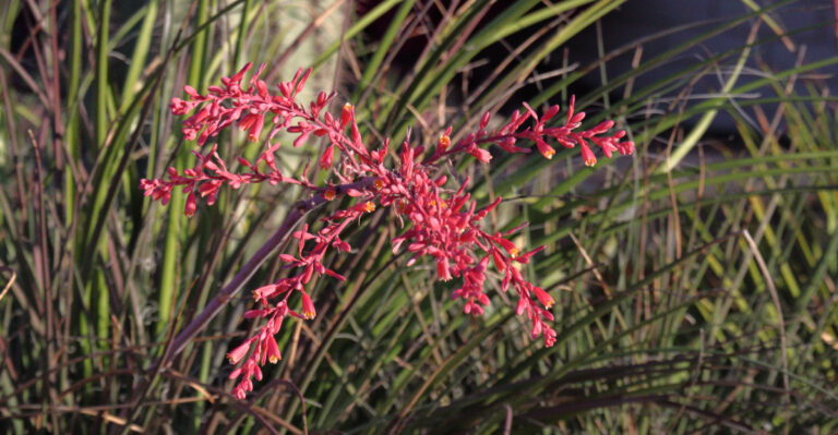 red yucca