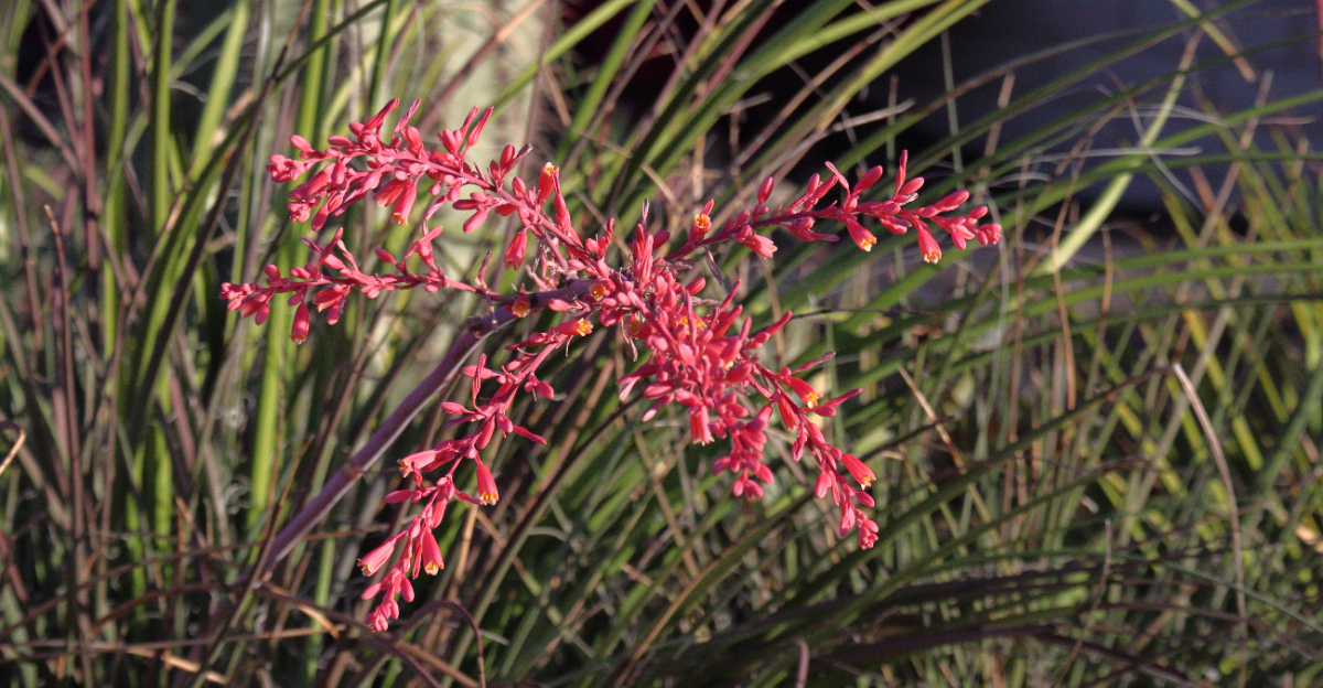 red yucca