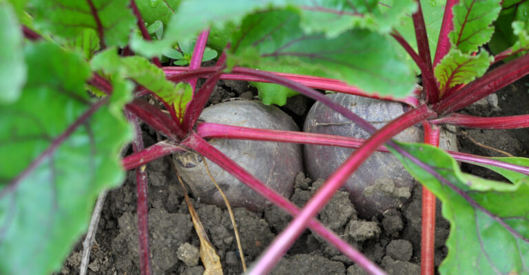 vegetables (featured image)
