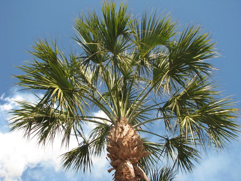Sabal Palm Sets The Standard For Strength And Reliability