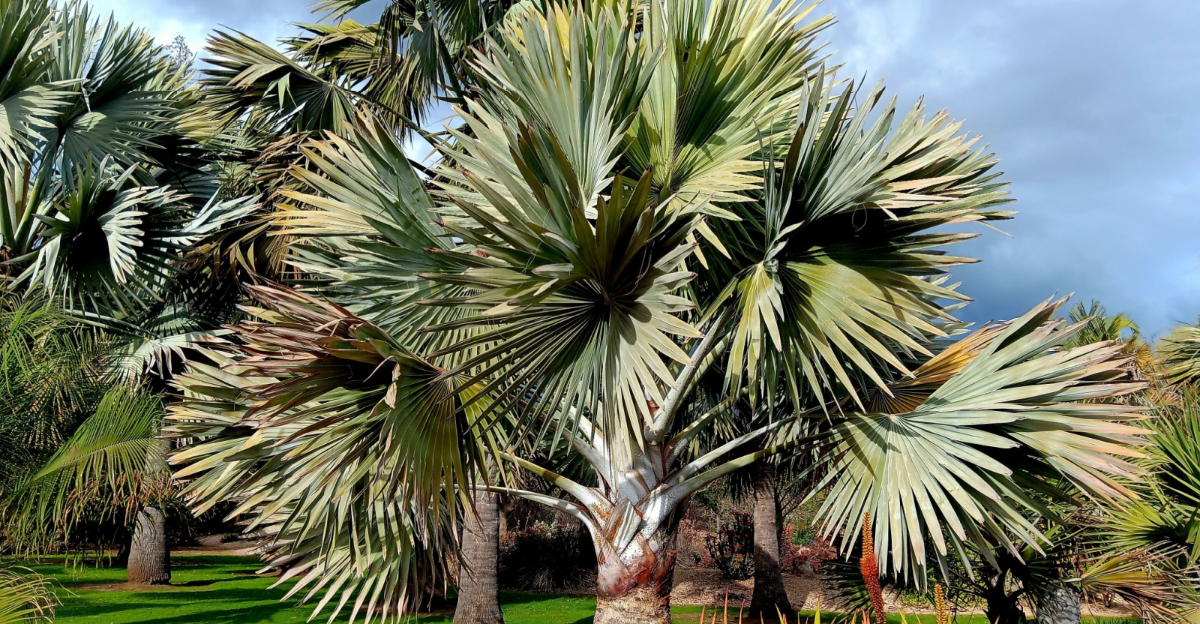 Bismarck Palm