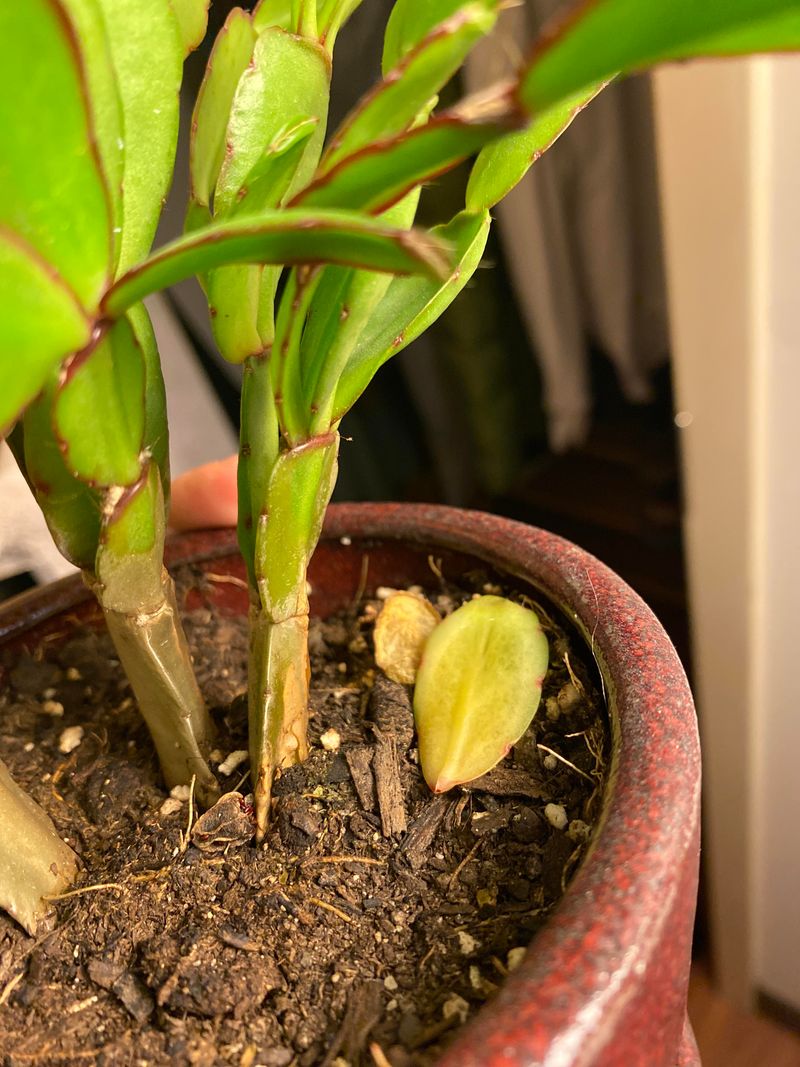 Overwatering Triggers Root Stress Fast