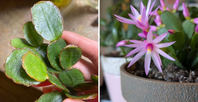 easter cactus