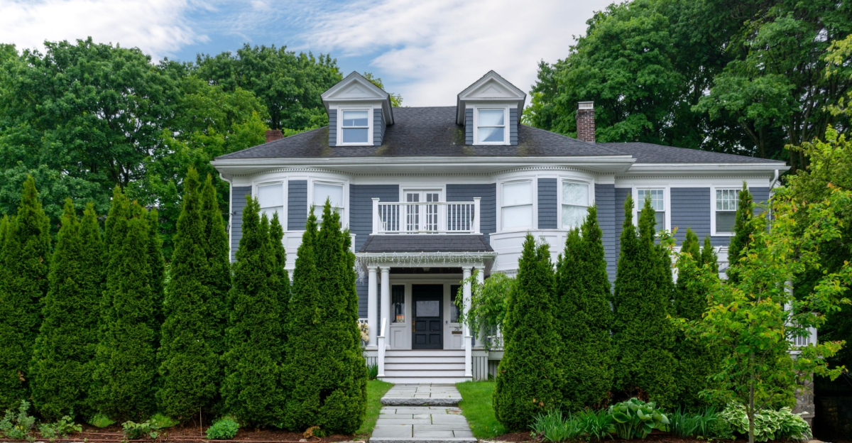 american arborvitae privacy trees