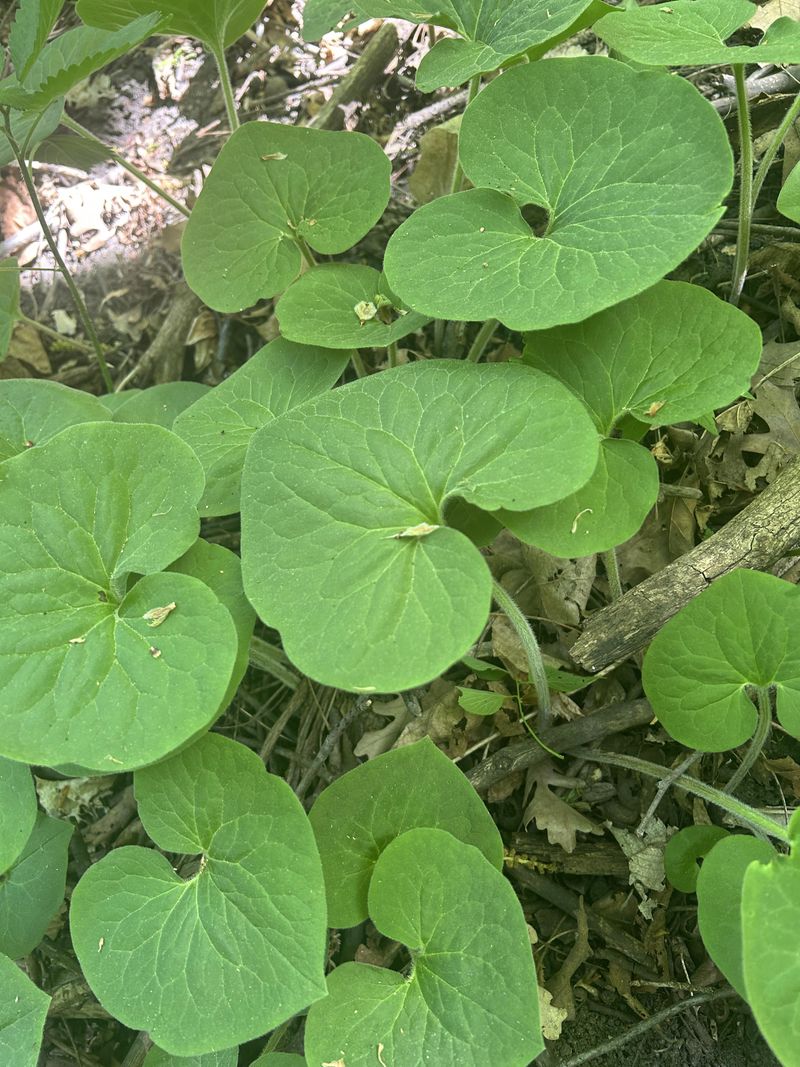 Wild Ginger Brings Lush Shade Loving Coverage