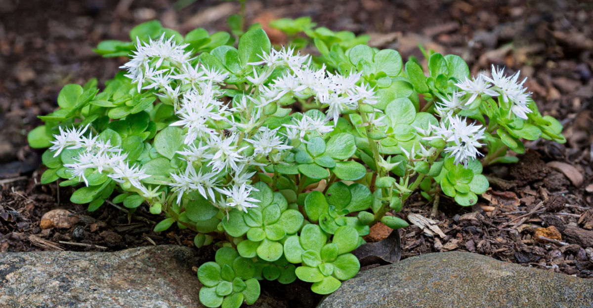 wild stonecrop