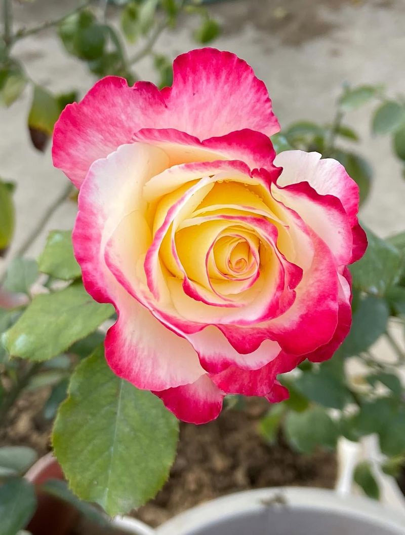Double Delight Rose In Two Stunning Colors
