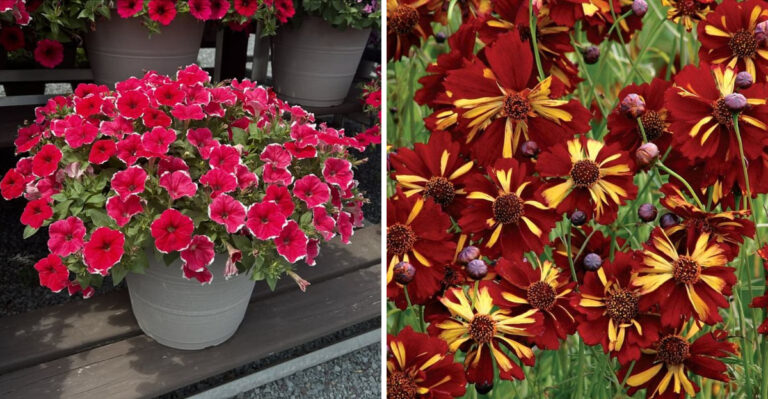 Picotee petunias and Roulette coreopsis