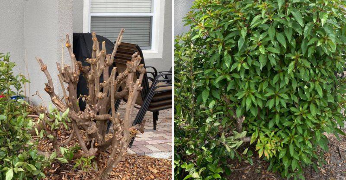 pruned firebush and after pruning